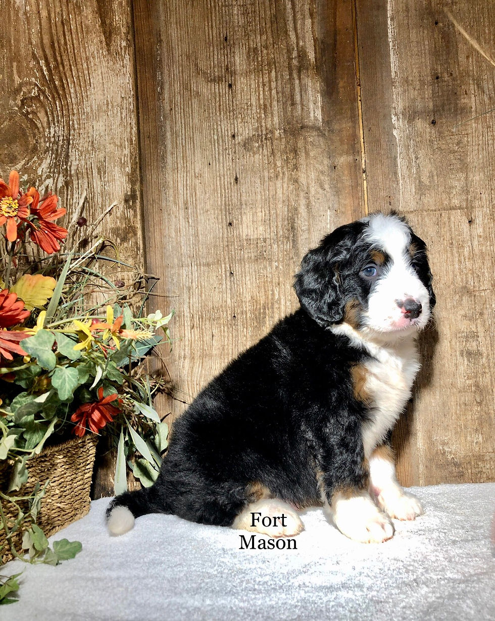 Thumbnail: Chester (Reserved)