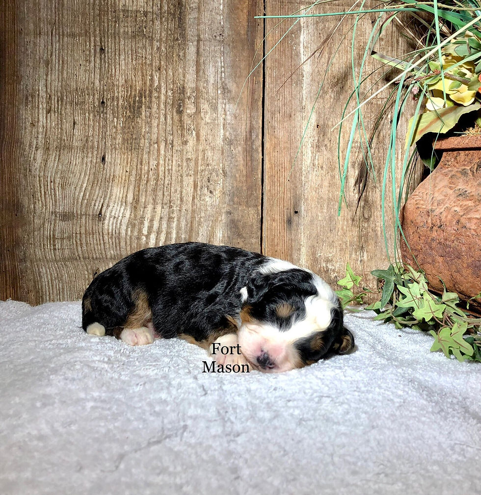 Thumbnail: Rudy (Reserved)
