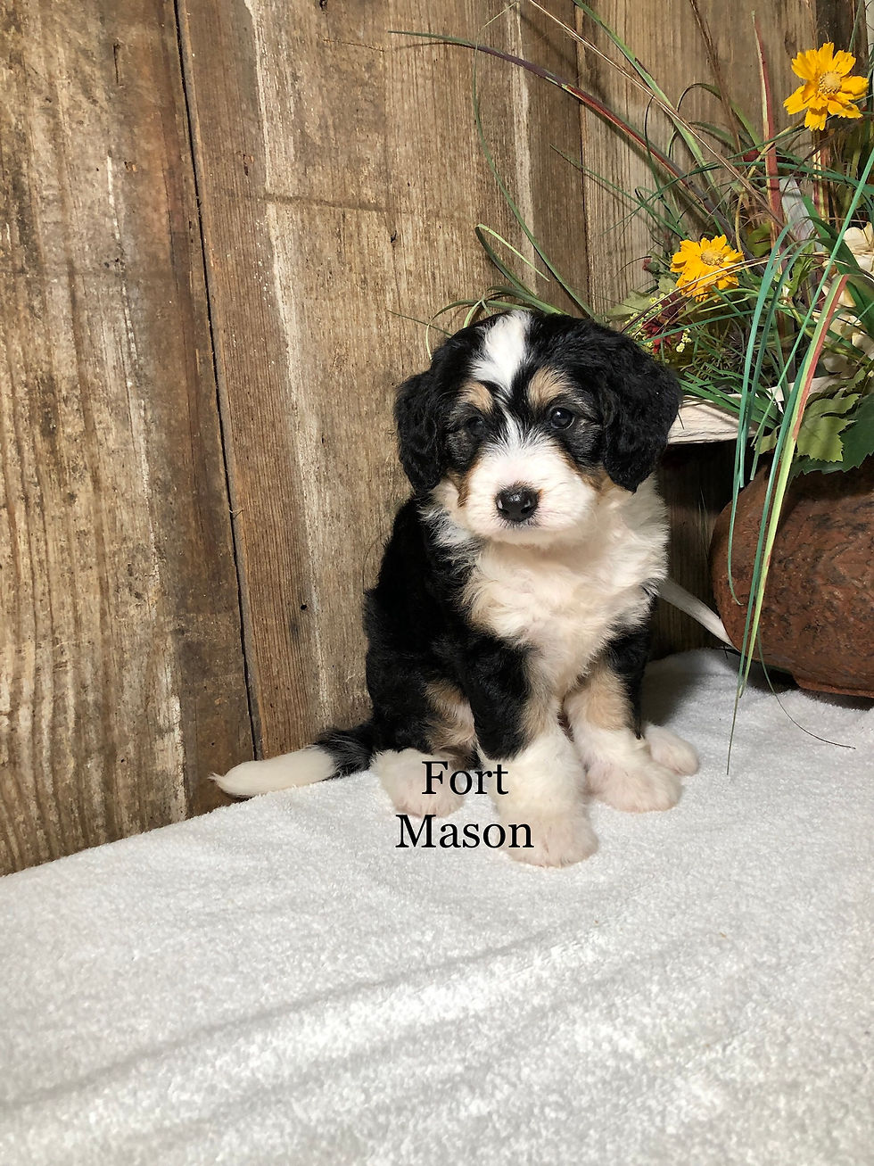 Thumbnail: Sassy (Reserved)