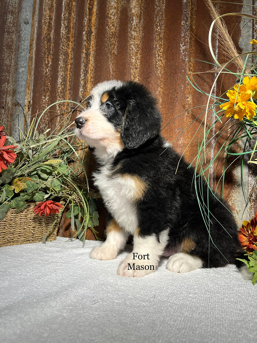 Thumbnail: Oscar (Reserved)