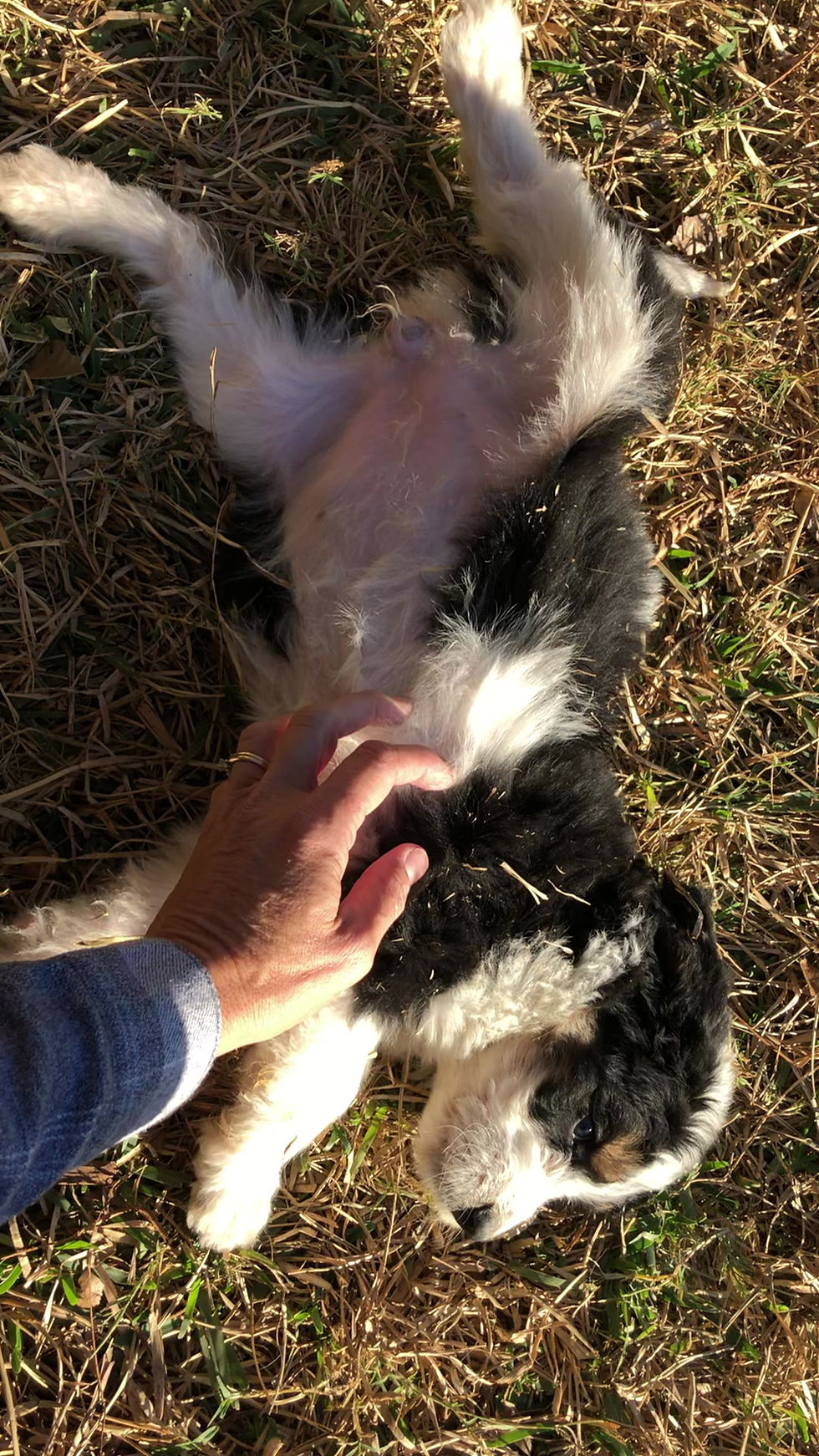 Thumbnail: Millie (Reserved)