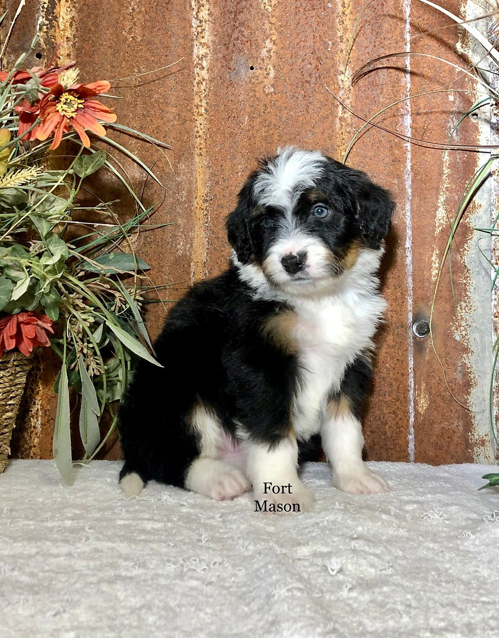 Thumbnail: Wynnie (Reserved)