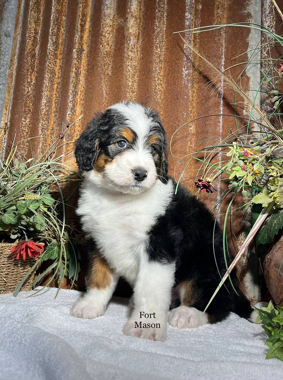 Thumbnail: Ranger (Reserved)
