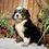 Thumbnail: Chip (Reserved)