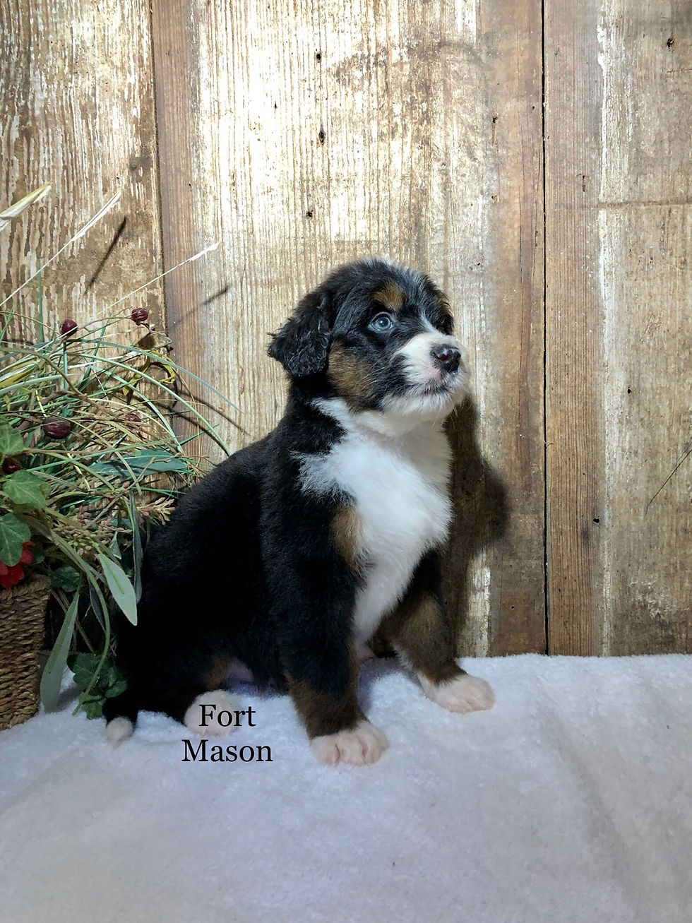 Thumbnail: Barney (Reserved)