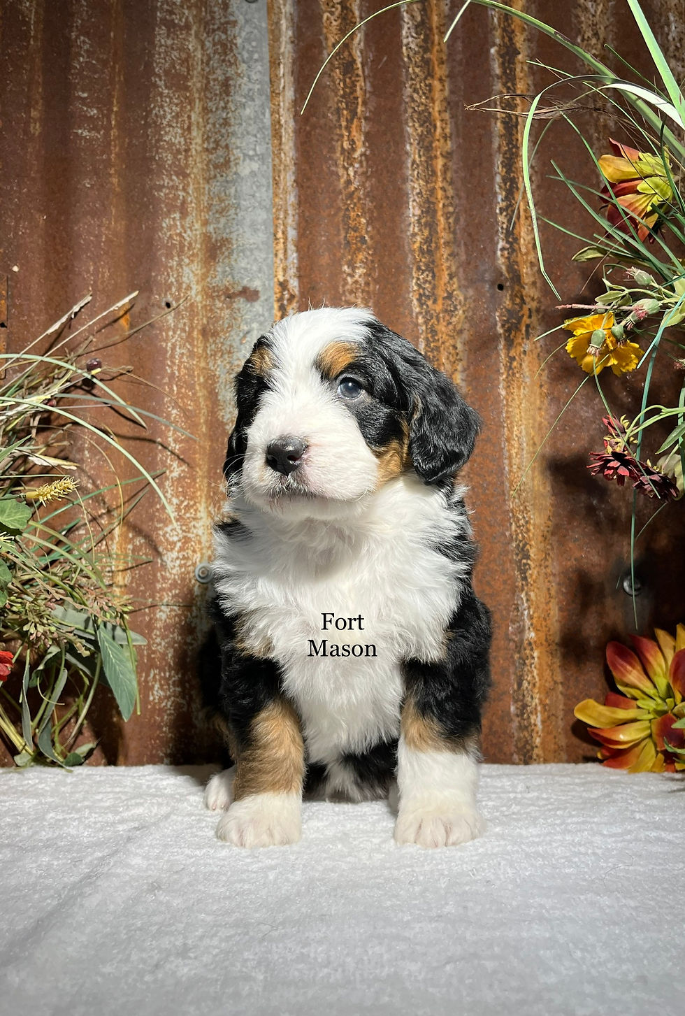 Thumbnail: Zayla (Reserved)