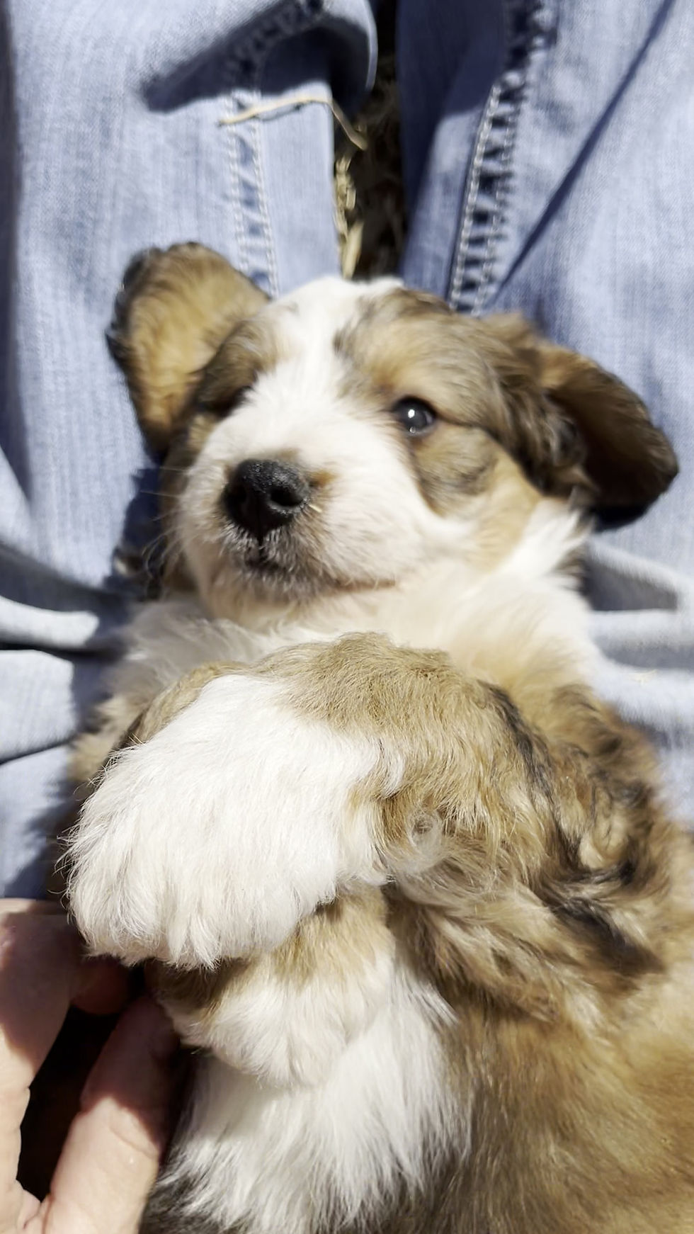 Thumbnail: Watson (Reserved)