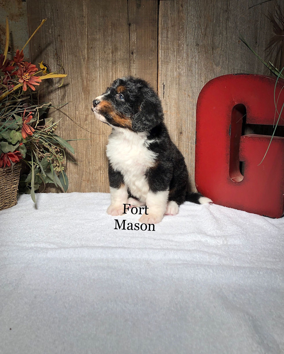 Thumbnail: Jacqueline (Reserved)
