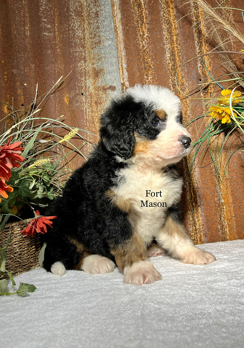 Thumbnail: Cooper (Reserved)
