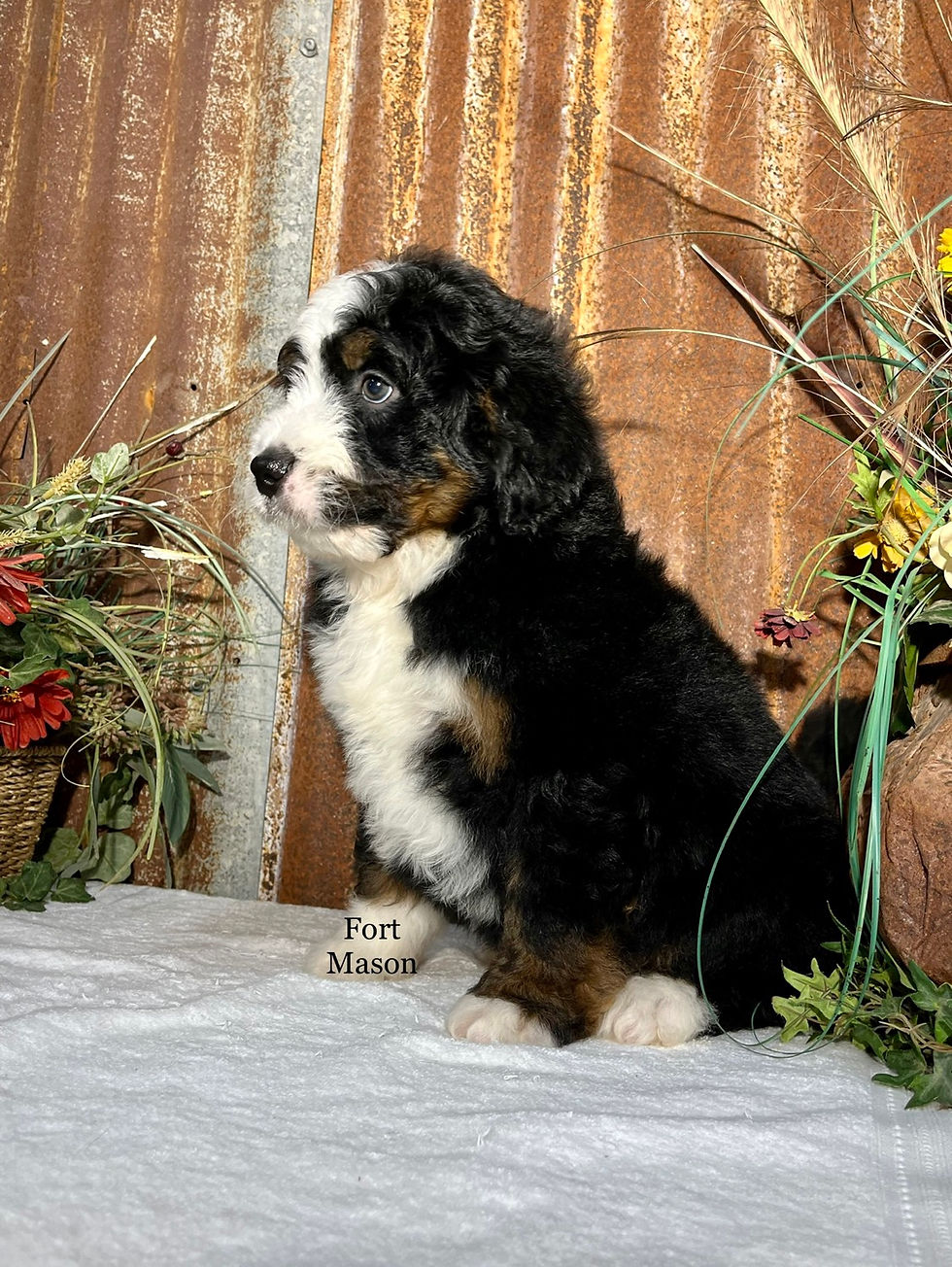 Thumbnail: Sebastian (Reserved)