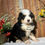 Thumbnail: Cooper (Reserved)