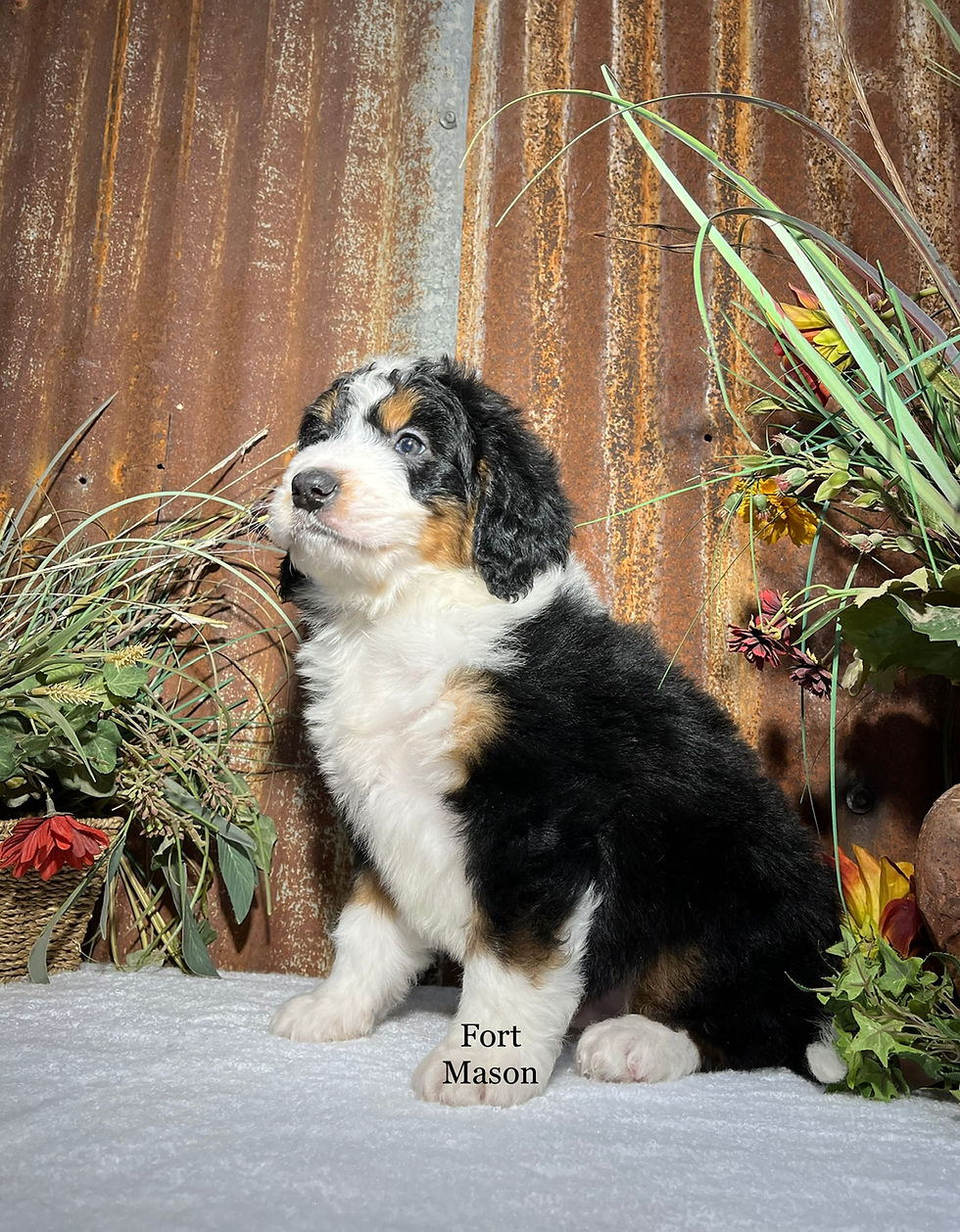 Thumbnail: Yankee (Reserved)