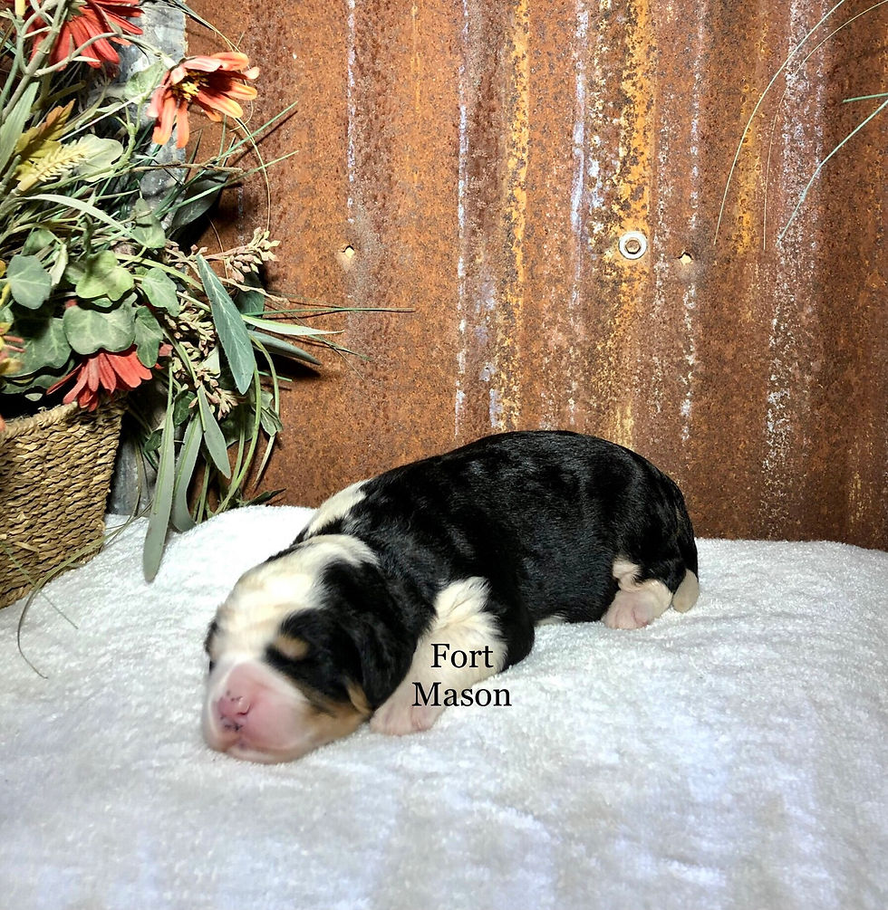 Thumbnail: Samson (Reserved)