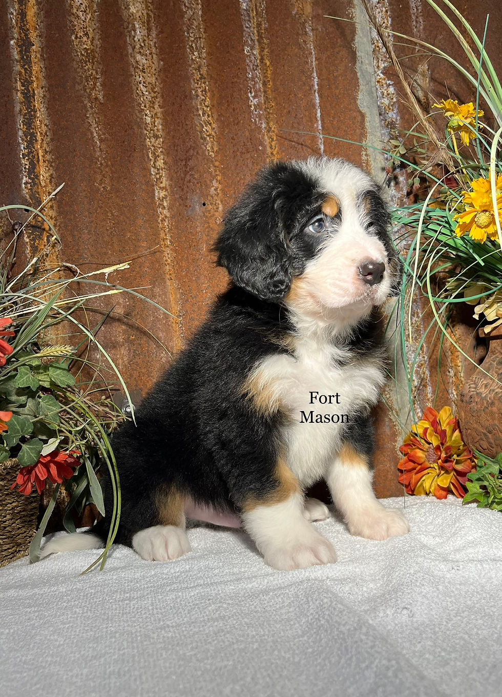 Thumbnail: Oscar (Reserved)
