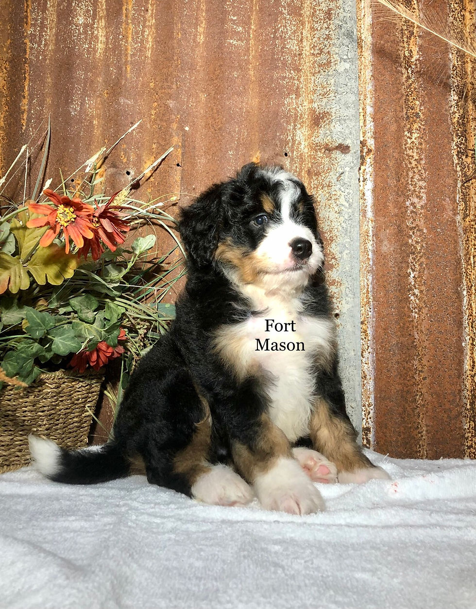Thumbnail: Fonzie (Reserved)