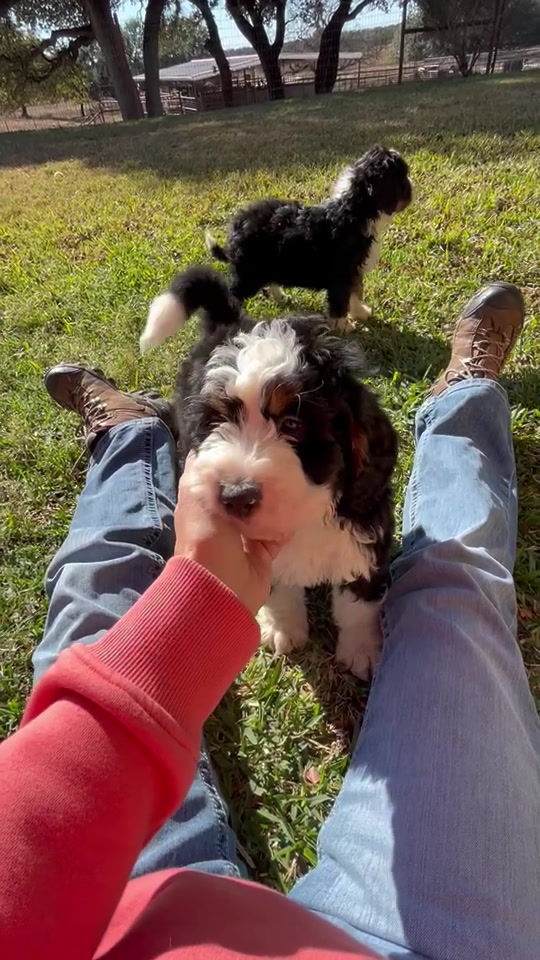 Thumbnail: Spencer (Reserved)