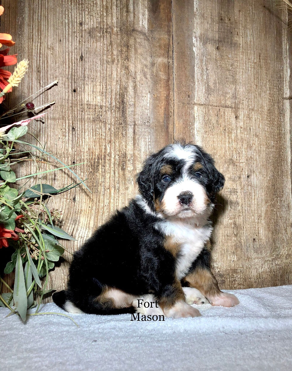 Thumbnail: Jessie (Reserved)