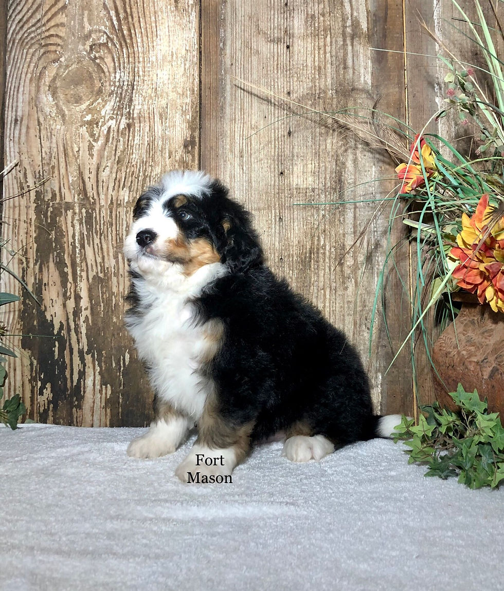 Thumbnail: Rudy (Reserved)