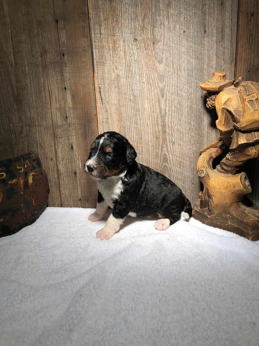 Thumbnail: Jacqueline (Reserved)