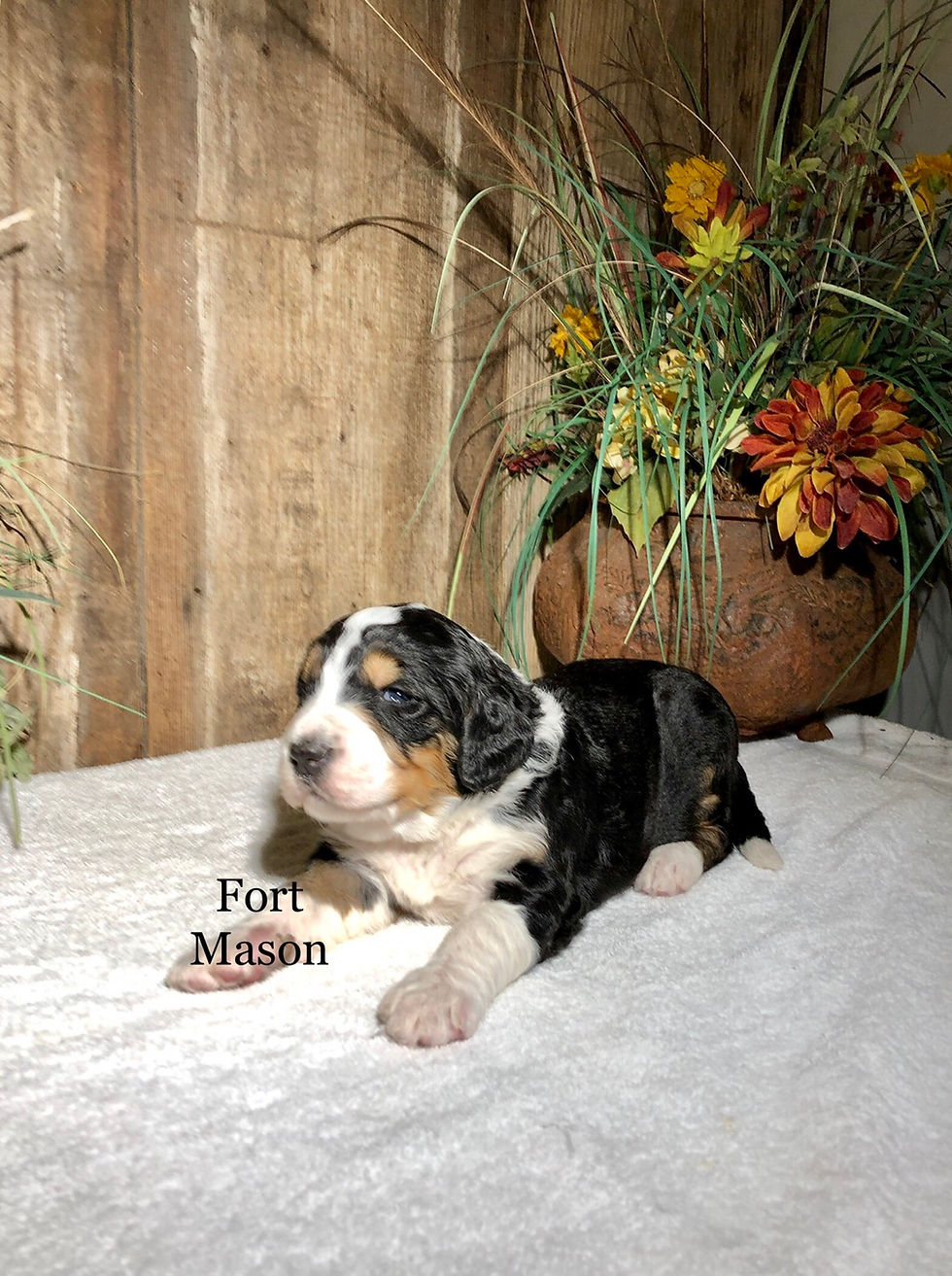 Thumbnail: Wilma (Reserved)