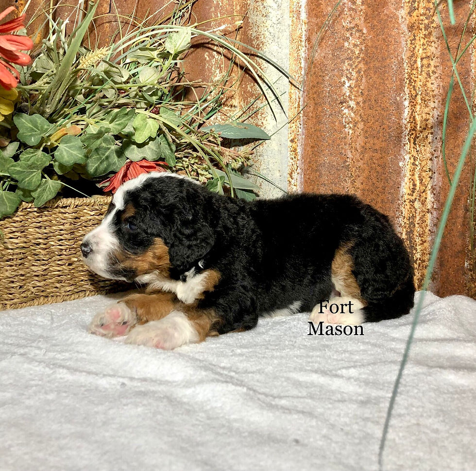 Thumbnail: Lester (Reserved)