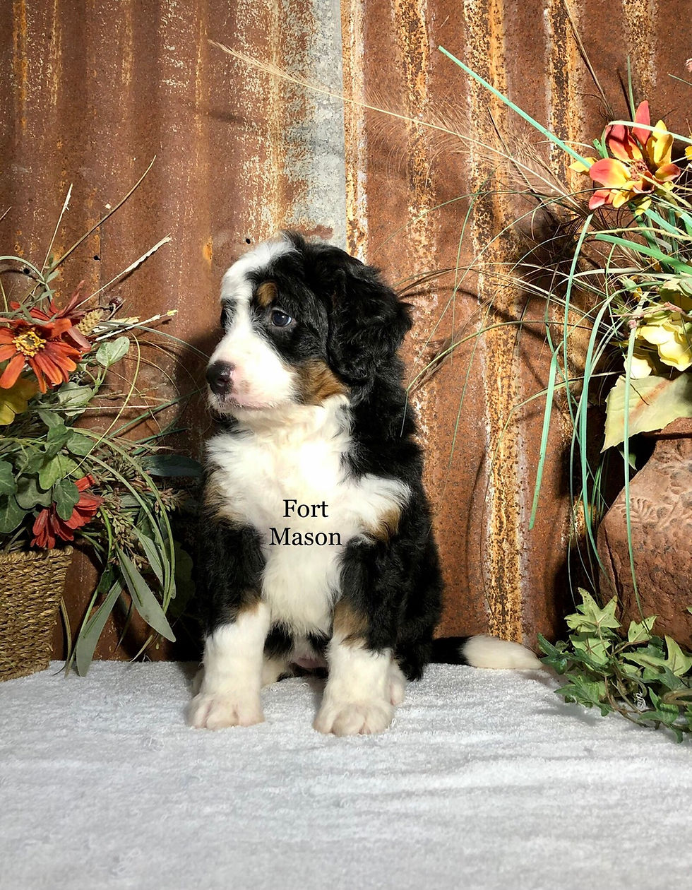Thumbnail: Beatrice (Reserved)