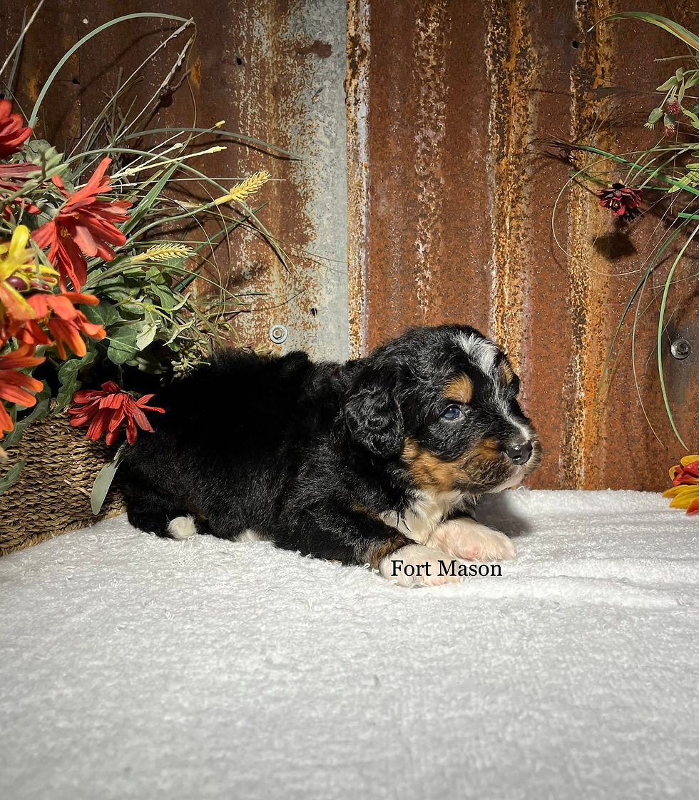 Thumbnail: Heidi (Reserved)