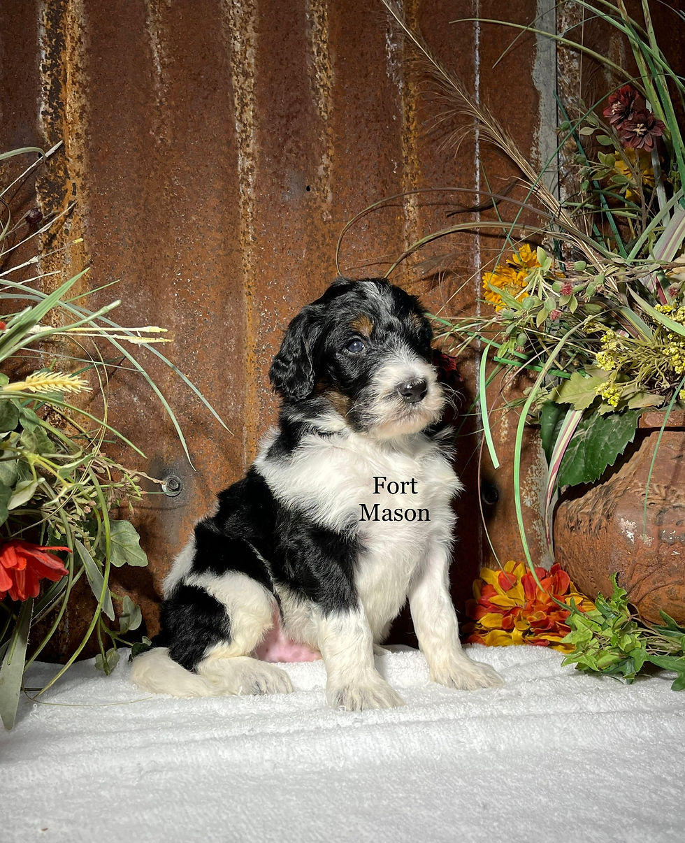 Thumbnail: Quint (Reserved)