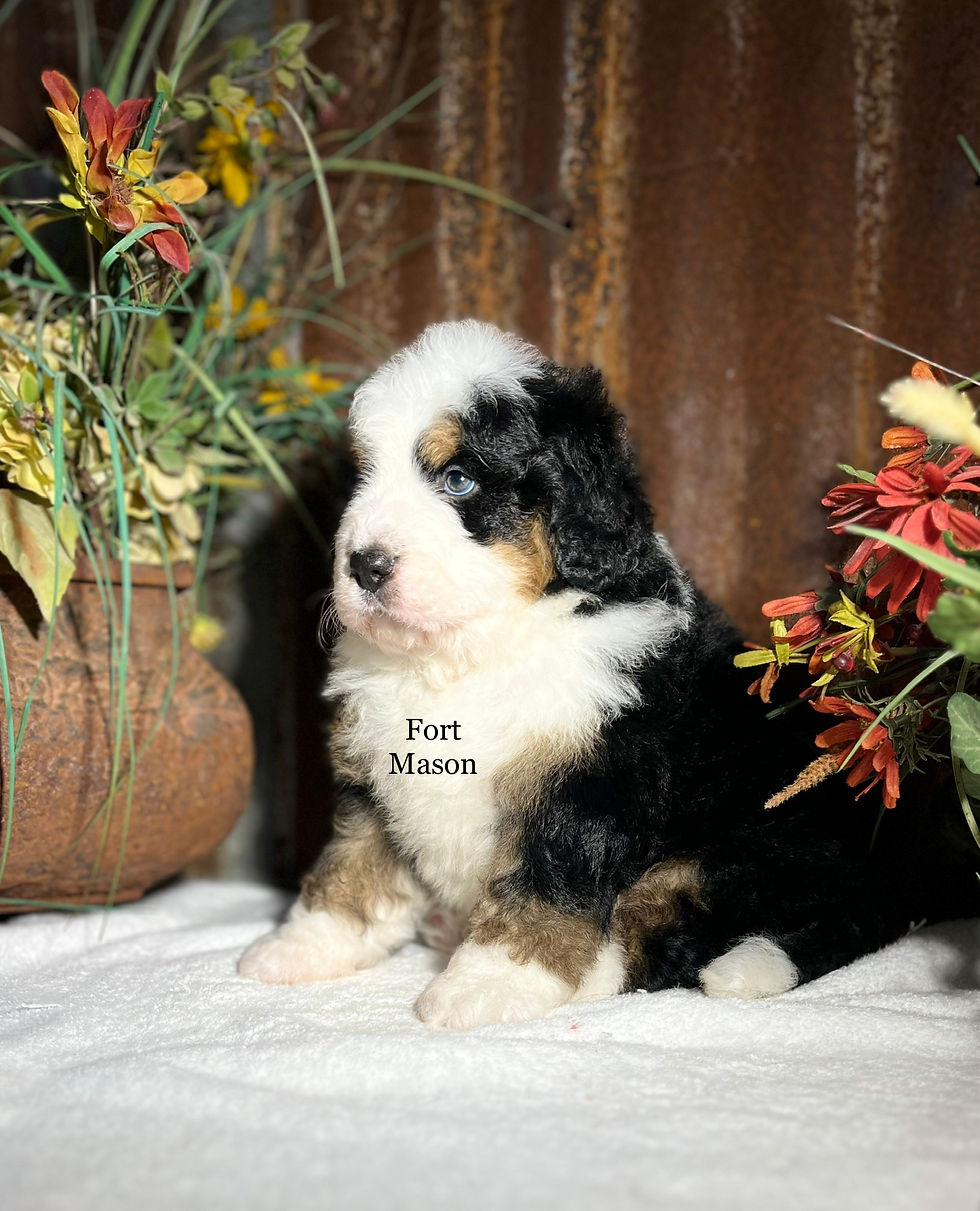 Jack (Reserved)