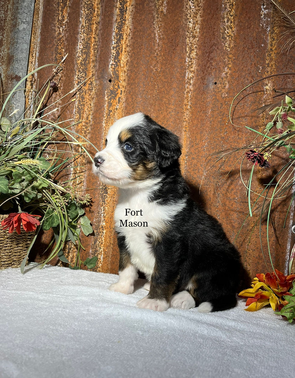 Thumbnail: Raven (Reserved)