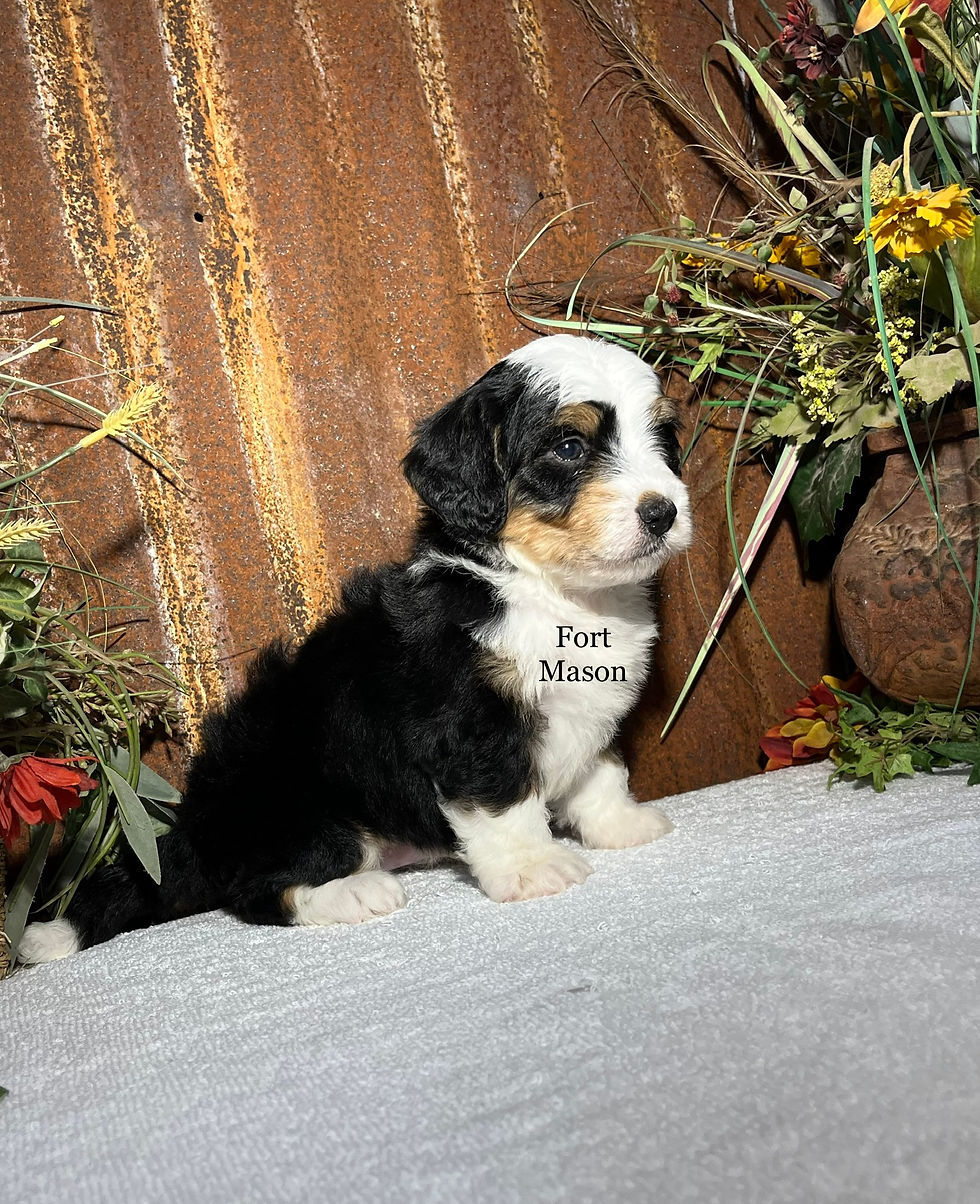 Thumbnail: Gus (Reserved)