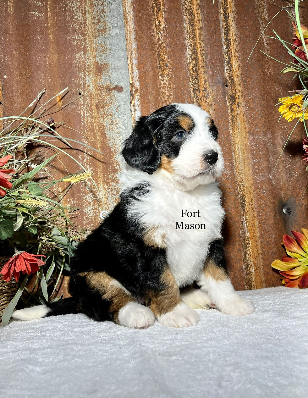 Zayla (Reserved)