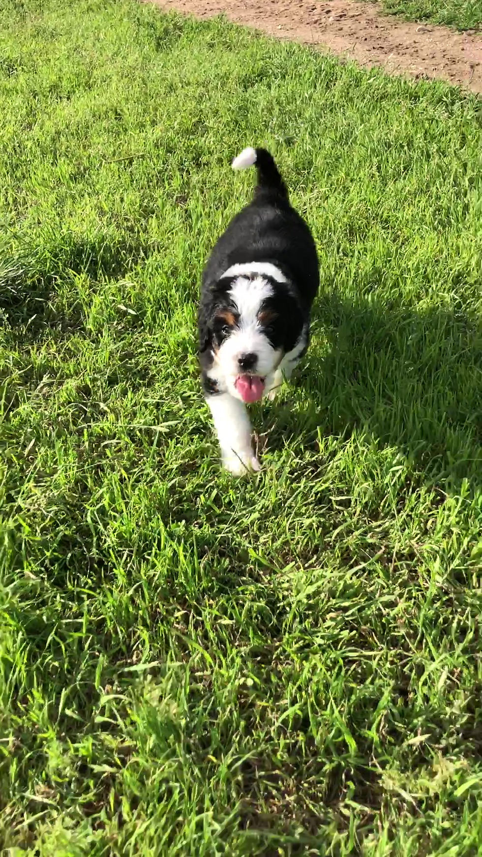 Thumbnail: Baxter (Reserved)