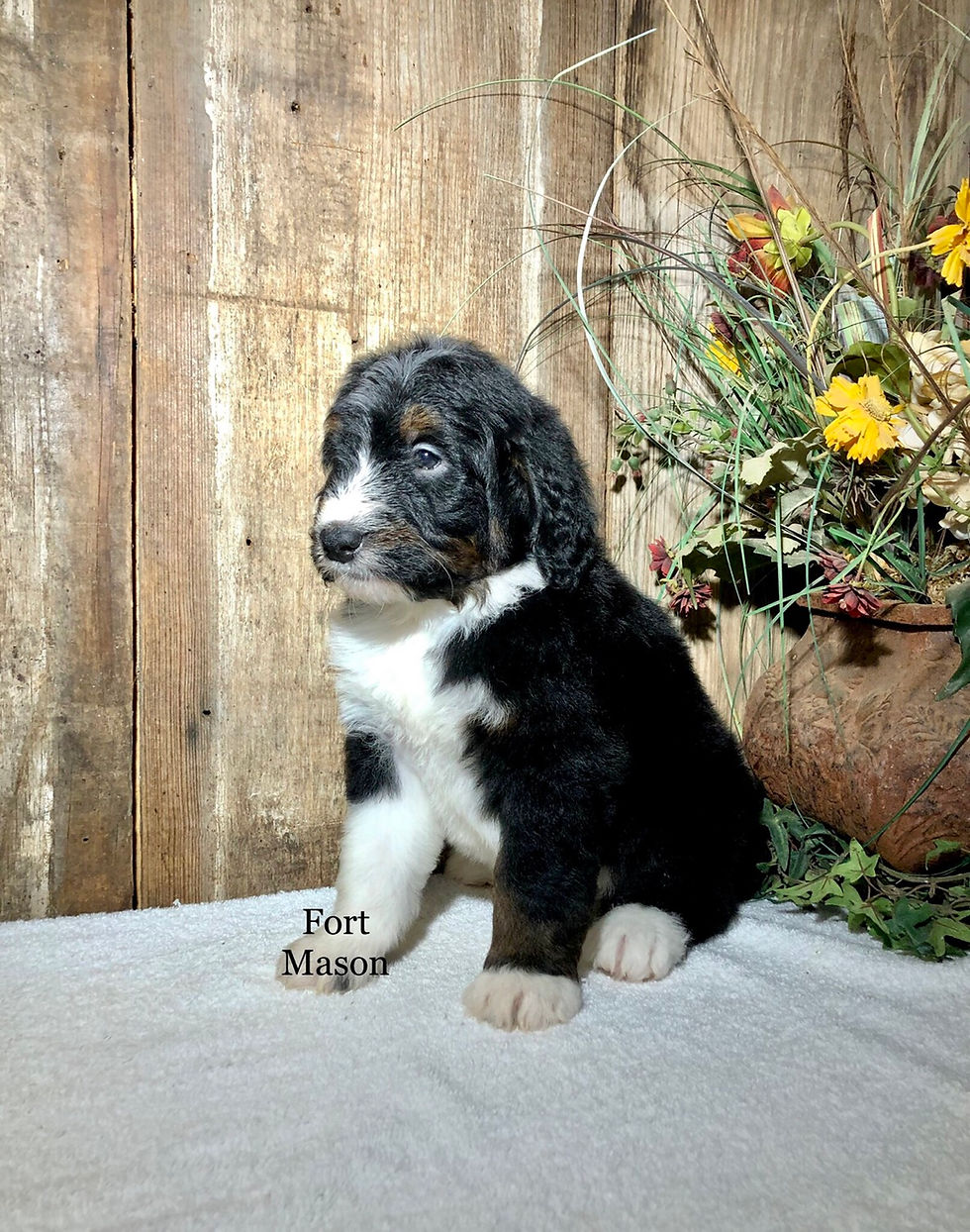 Thumbnail: Lomax (Reserved)