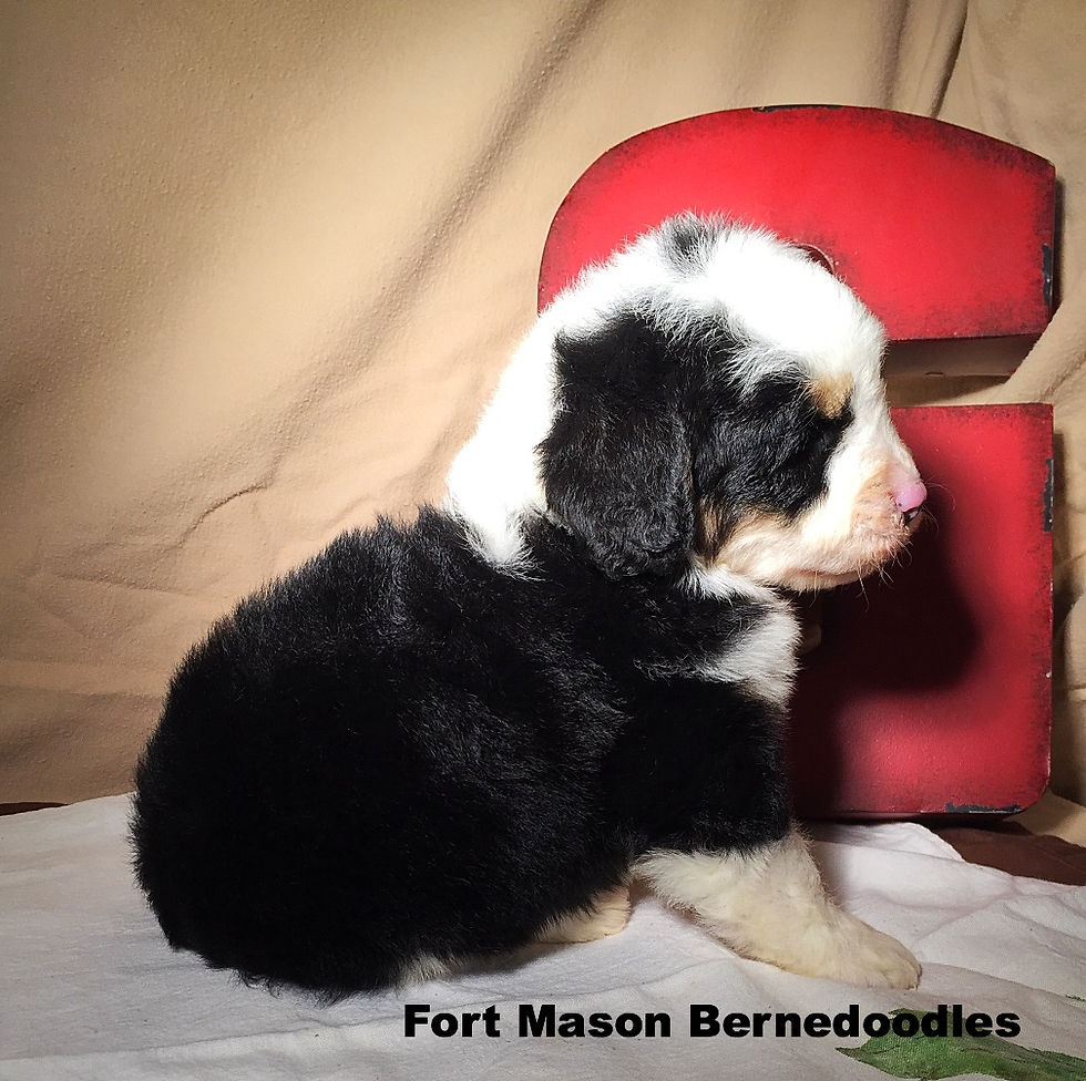 Thumbnail: Cooper (Reserved)