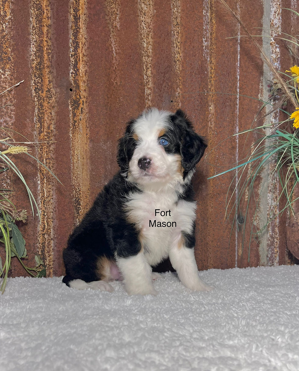Thumbnail: Beau (Reserved)