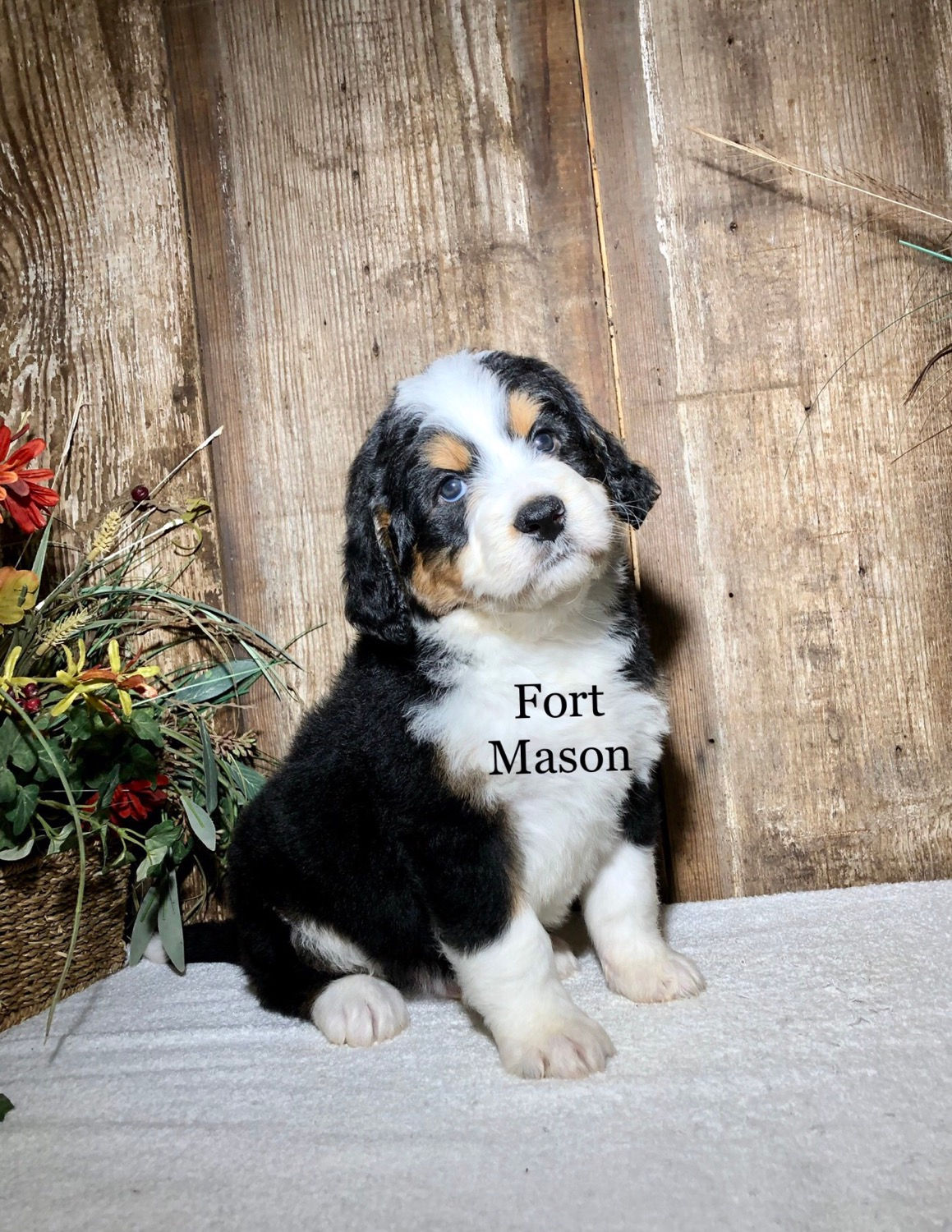 Ferdinand (Reserved)