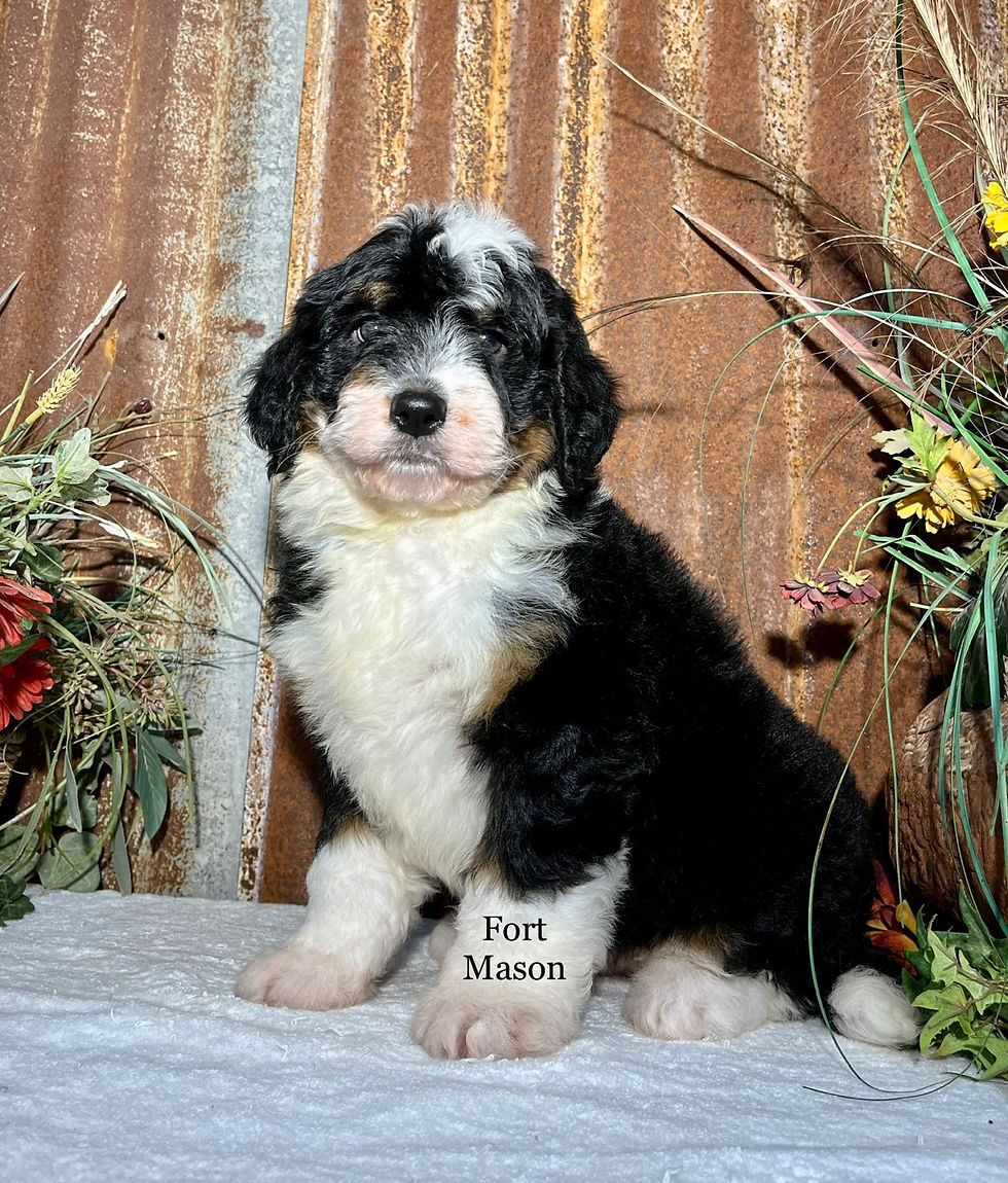Thumbnail: Tootsie (Reserved)