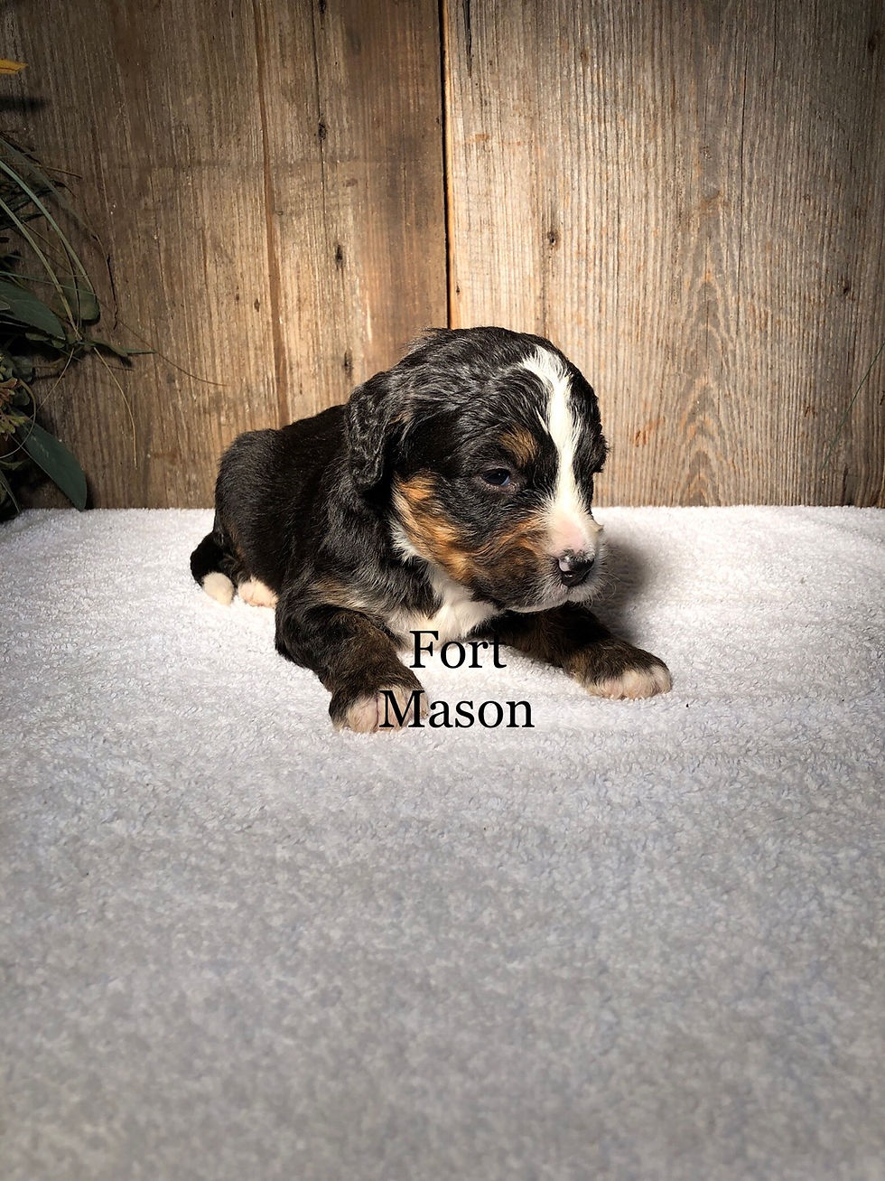 Thumbnail: Pablo (Reserved)
