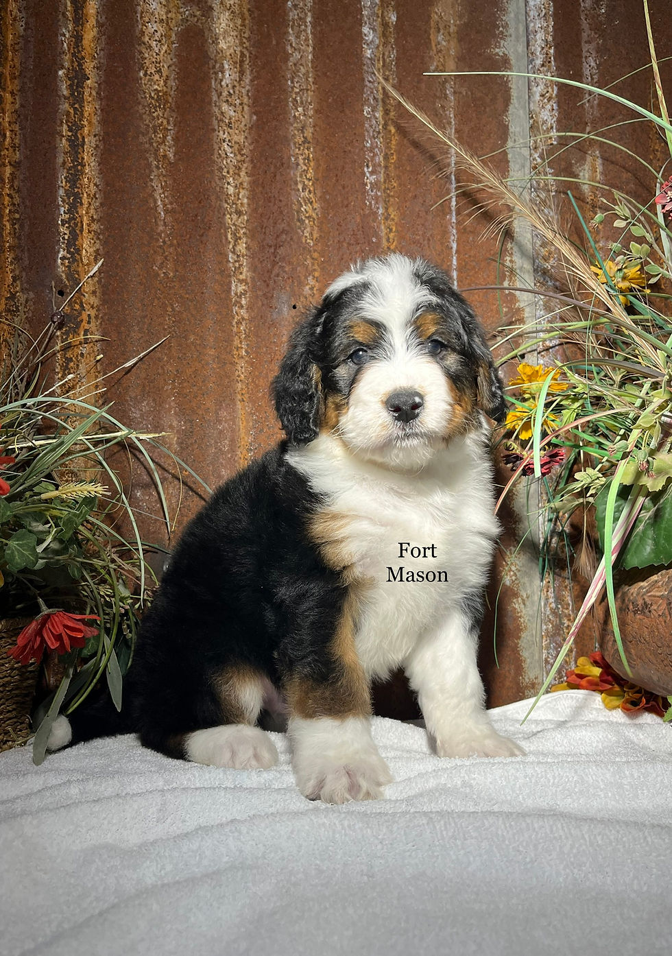 Thumbnail: Ranger (Reserved)