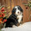 Thumbnail: Gracie (Reserved)
