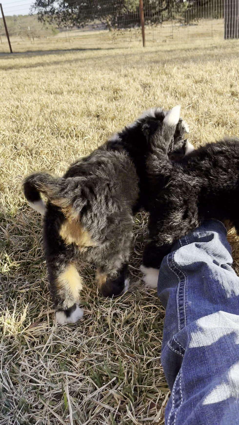 Thumbnail: Valentino (Reserved)