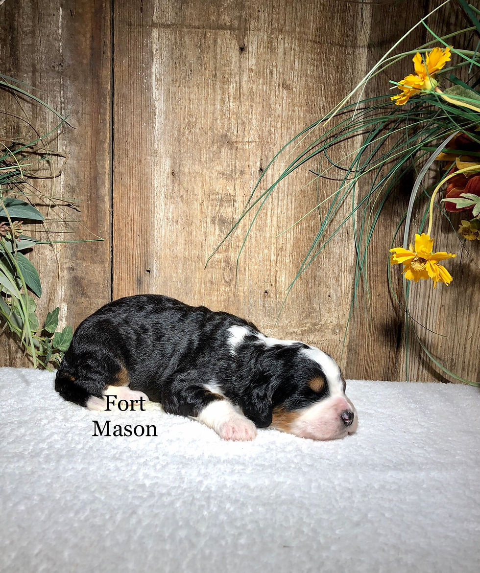 Thumbnail: Blitzen (Reserved)