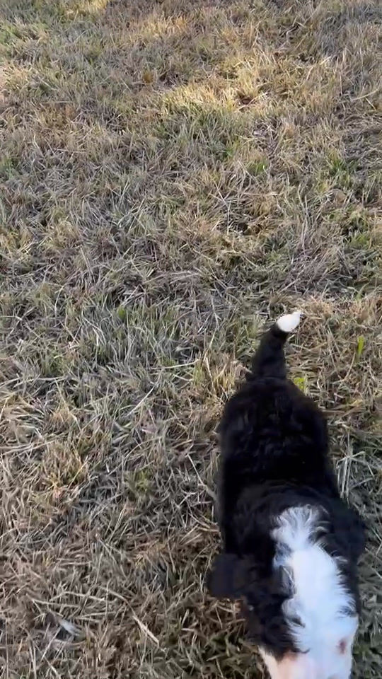 Thumbnail: Teddy (Reserved)