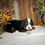 Thumbnail: Harvey (Reserved)