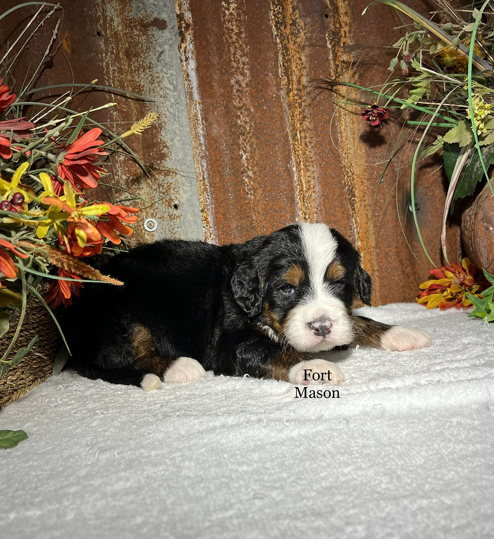 Thumbnail: Harvey (Reserved)