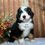 Thumbnail: Valentino (Reserved)