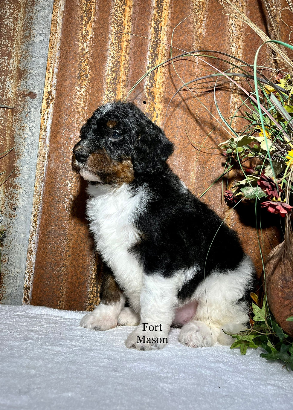 Thumbnail: Annie (Reserved)