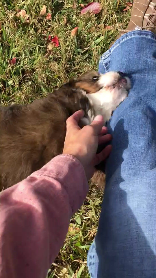 Thumbnail: Odie (Reserved)
