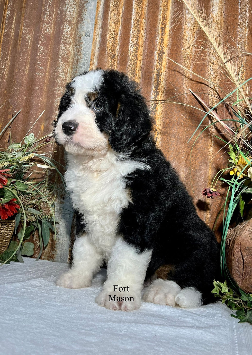Thumbnail: Spencer (Reserved)